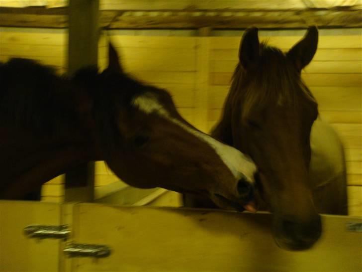 Knabstrupper Robino Heden *solgt* billede 4