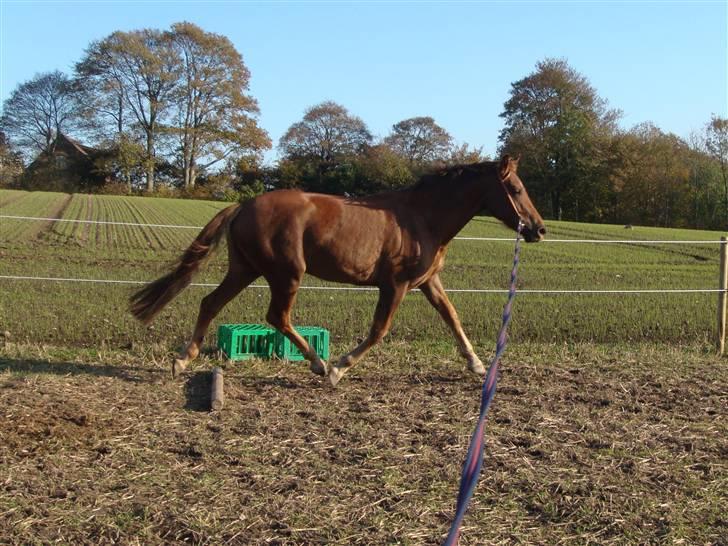 Knabstrupper Robino Heden *solgt* billede 5