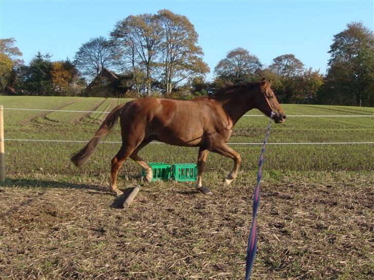 Knabstrupper Robino Heden *solgt* billede 6