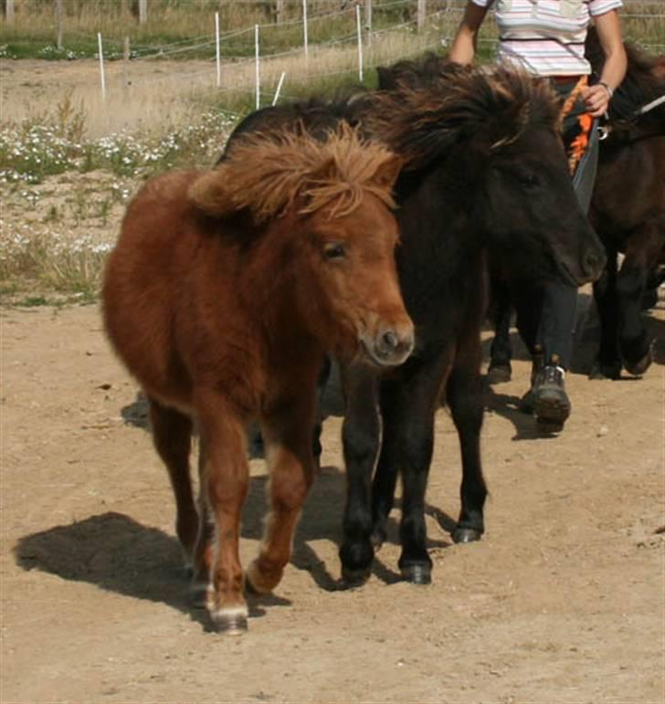 Shetlænder Romeo (solgt) billede 6