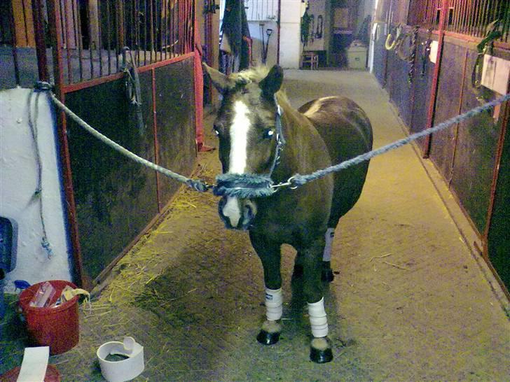 Anden særlig race Speedy´s Laban  billede 6