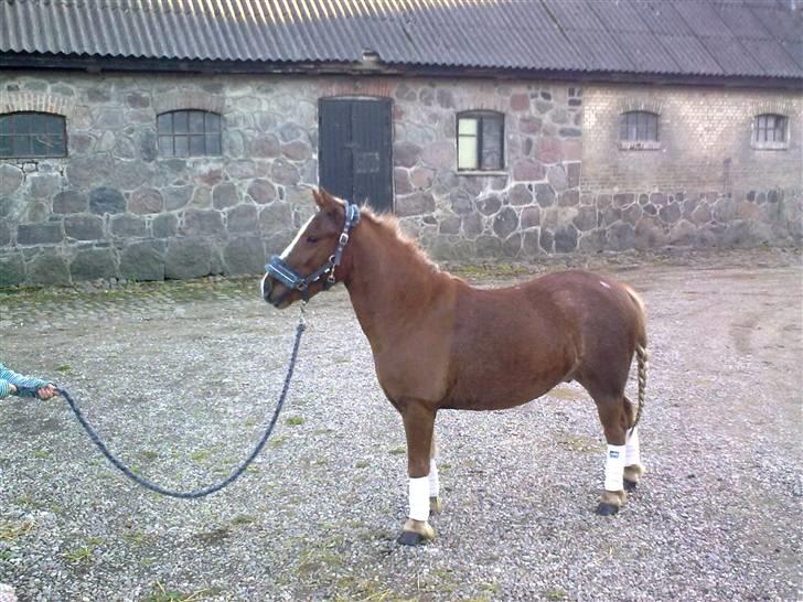 Anden særlig race Speedy´s Laban  billede 7