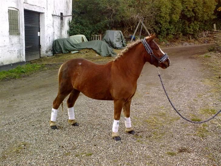 Anden særlig race Speedy´s Laban  billede 8