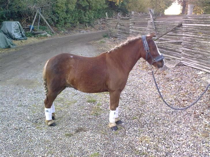 Anden særlig race Speedy´s Laban  billede 9