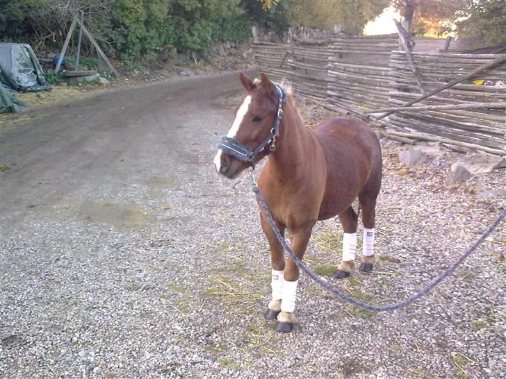 Anden særlig race Speedy´s Laban  billede 10