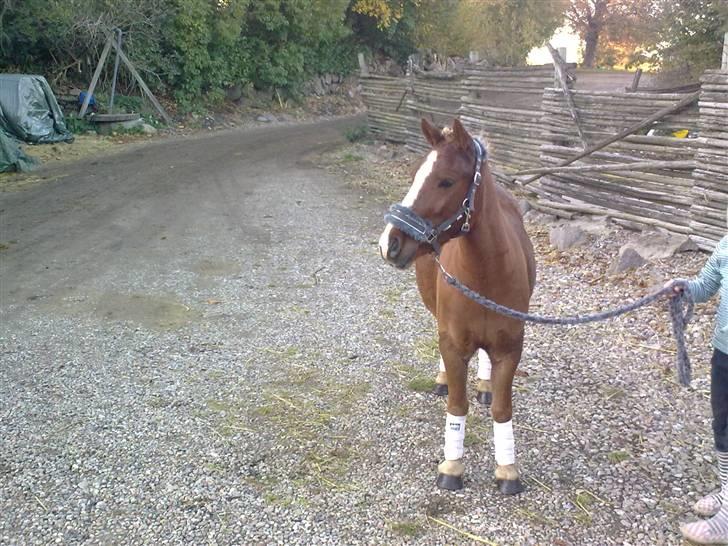 Anden særlig race Speedy´s Laban  billede 11