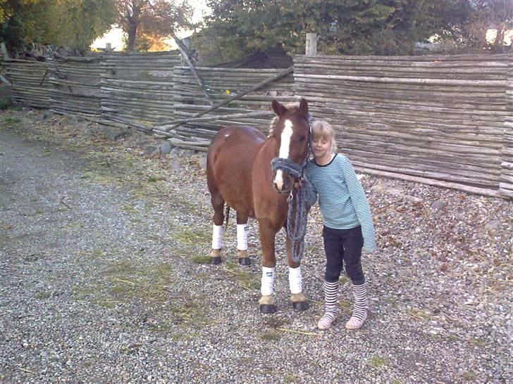 Anden særlig race Speedy´s Laban  billede 12