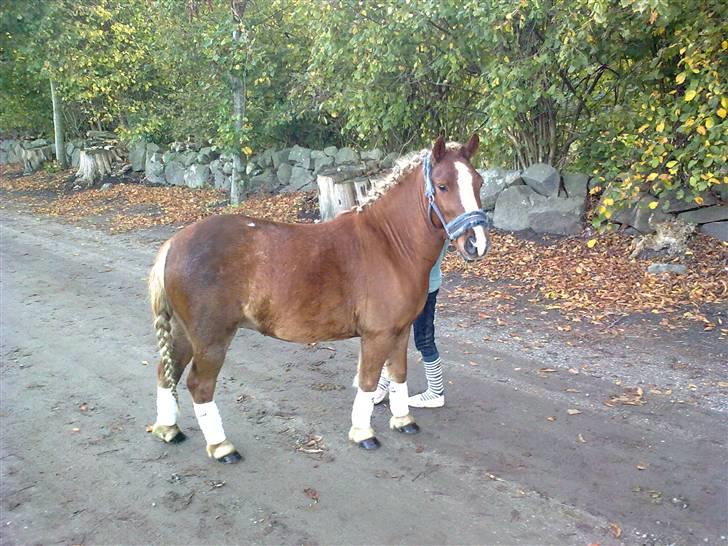 Anden særlig race Speedy´s Laban  billede 13