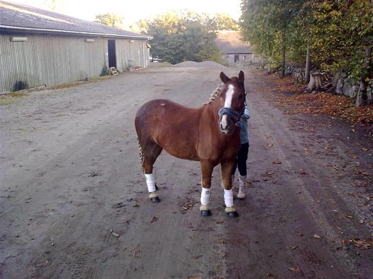 Anden særlig race Speedy´s Laban  billede 14