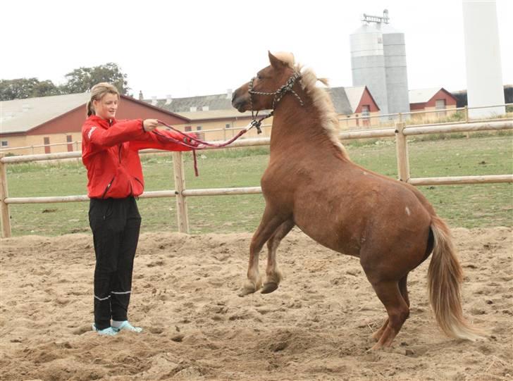 Anden særlig race Speedy´s Laban  billede 17
