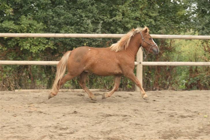 Anden særlig race Speedy´s Laban  billede 18