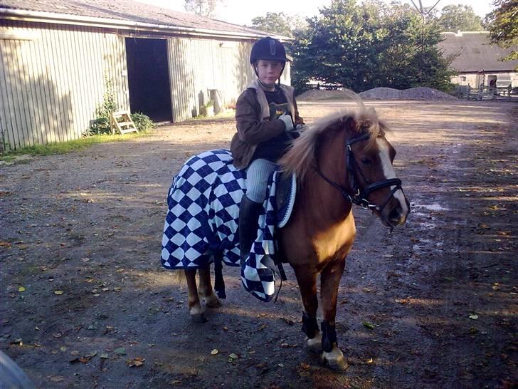 Anden særlig race Speedy´s Laban  billede 20