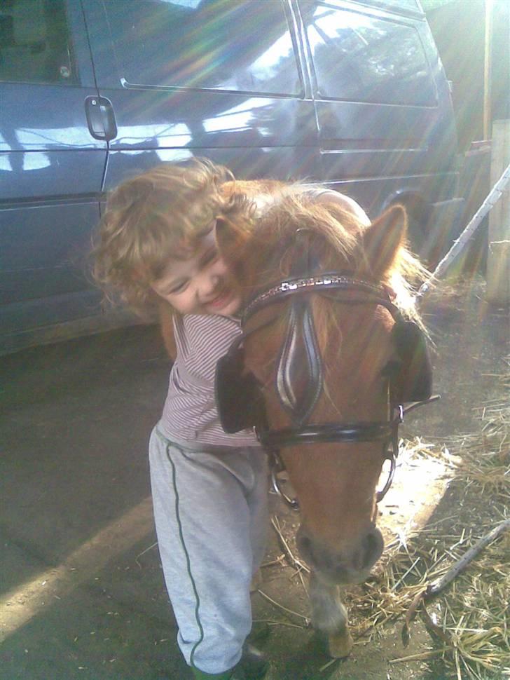 Shetlænder Pegasus R.I.P. - min datter og hendes elskede lille hyp, det er førstegang han har bid i munden billede 11