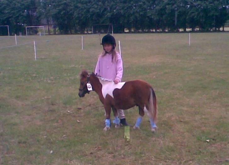 Shetlænder Pegasus R.I.P. - pegasus 1 år gammel og til børnedyreskue med vores nabos datter matilde billede 12