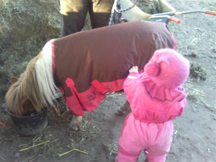 Shetlænder Pegasus R.I.P. - pegasus med "tøssedækken" på... men han er heldigvis ligeglad... billede 13