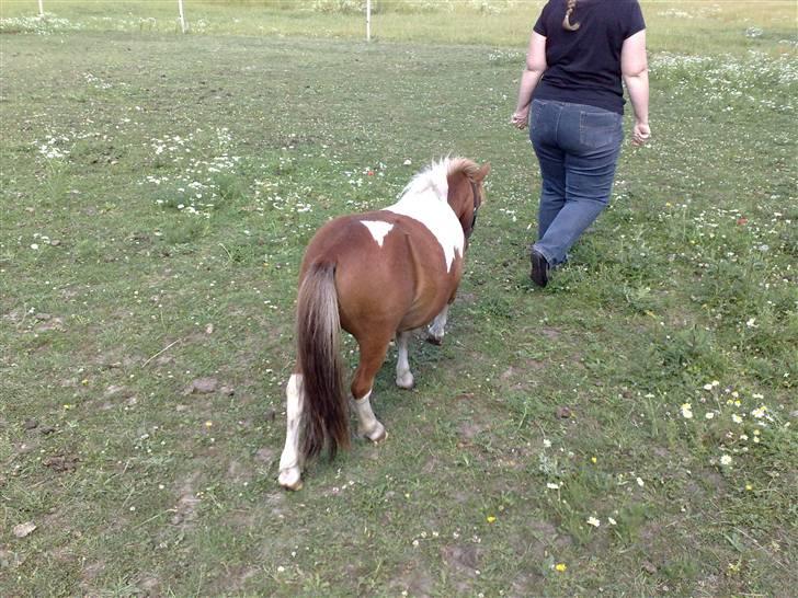 Shetlænder Pegasus R.I.P. - lille manden følger en som en hund... han ELSKER selvskab.. billede 14