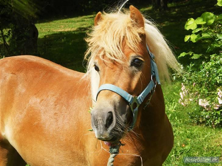 Shetlænder                    Tarzan - Tarzan i vores have, sommer 2009 billede 1