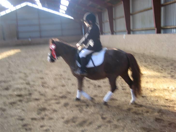 Anden særlig race Miss Molly  - Lidt rystet, Molly og Cecilie med deres førsteplads! billede 16