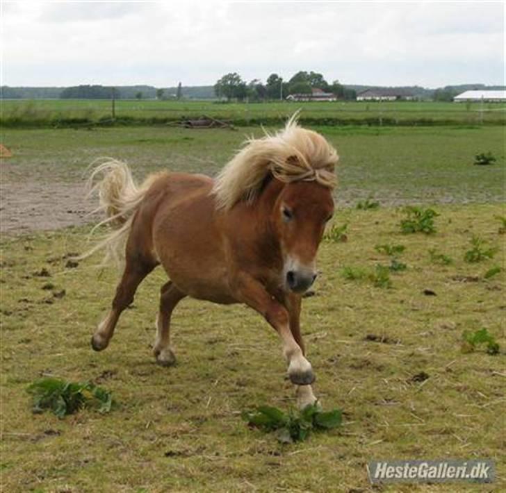 Shetlænder                    Tarzan billede 8