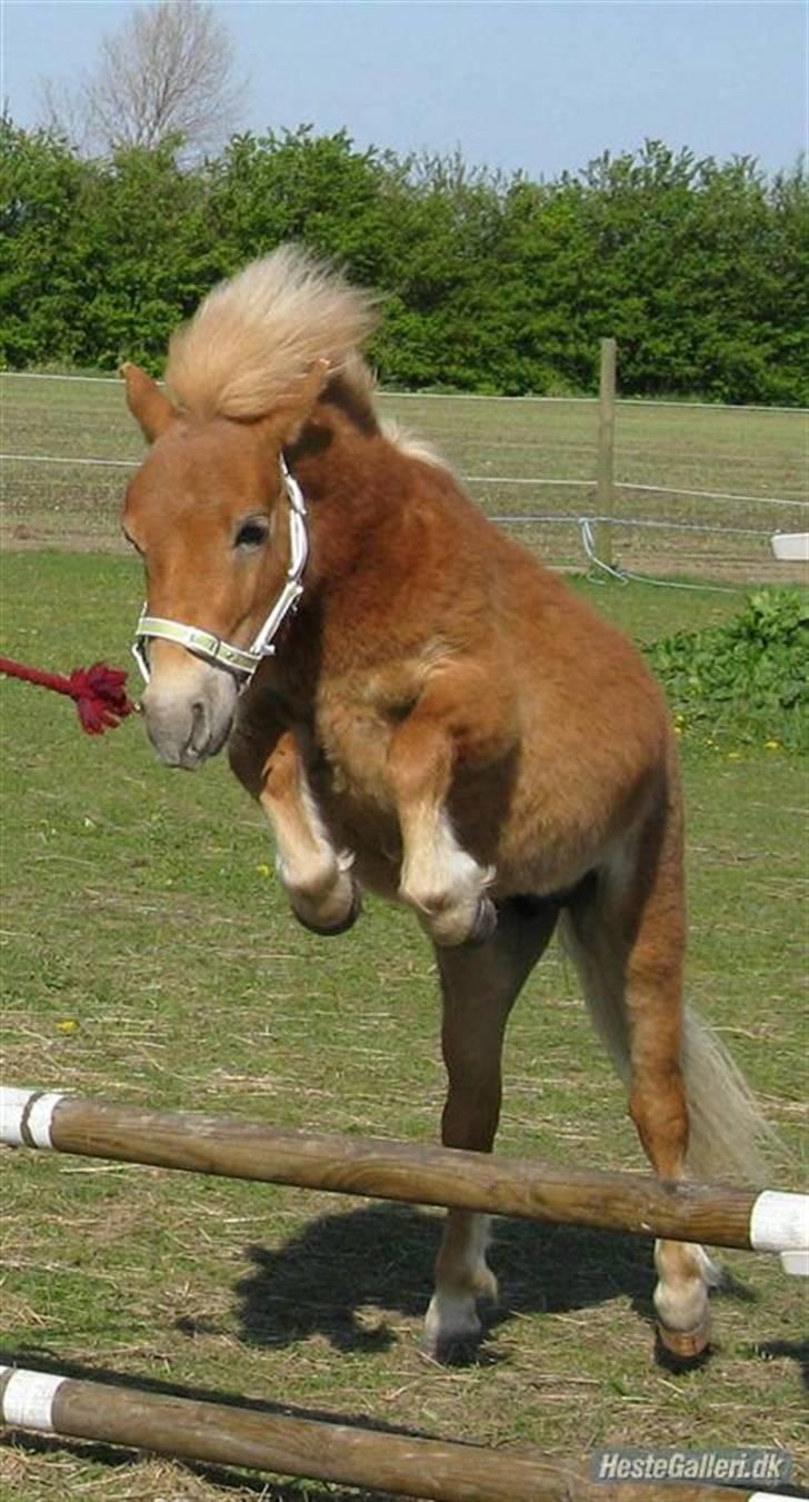 Shetlænder                    Tarzan - Sommer 2008 billede 11