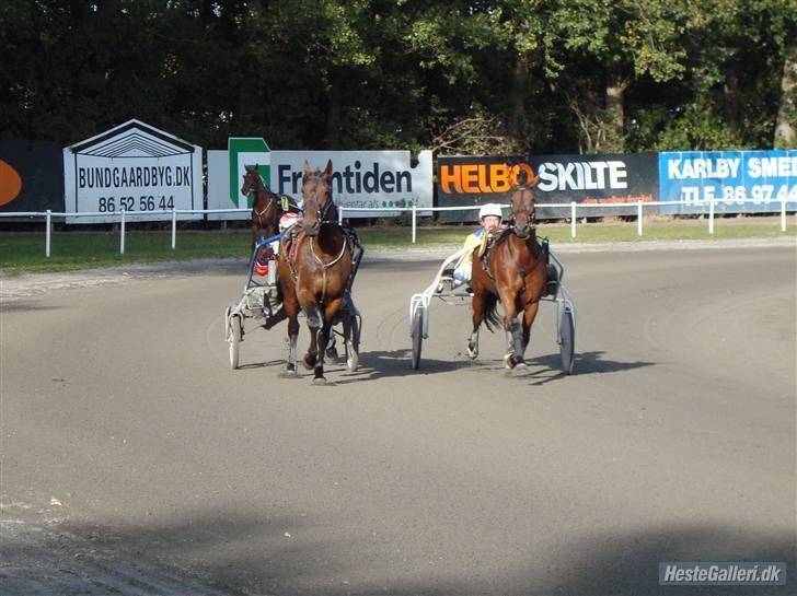 Traver Omars Sahara - Ørkenen og min far ude til opvarmning inden prøveløb hvor vi desværre måtte slette hende - Hun er inderst. Jeg har lånt billedet af Kristina - Team BK -  og tak for det:D billede 13
