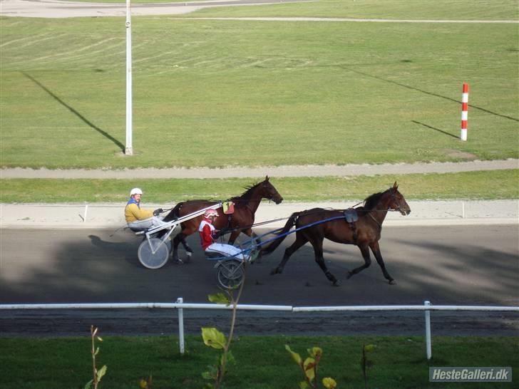 Traver Omars Sahara - Igen opvarmning - hende med det gule/røde nummerskilt. Billedet er lånt af Kristina - Team BK -   billede 21
