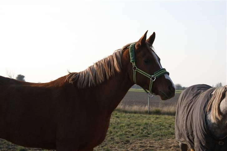 Arabisk fuldblod (OX) C.A. Mezat billede 3