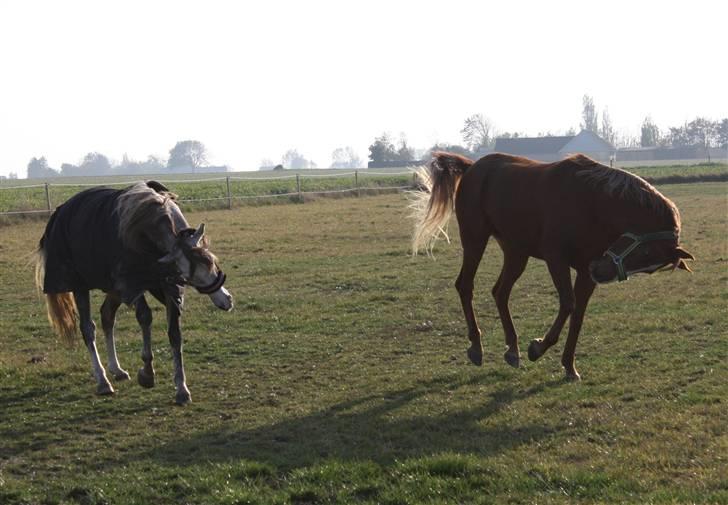 Arabisk fuldblod (OX) C.A. Mezat billede 5