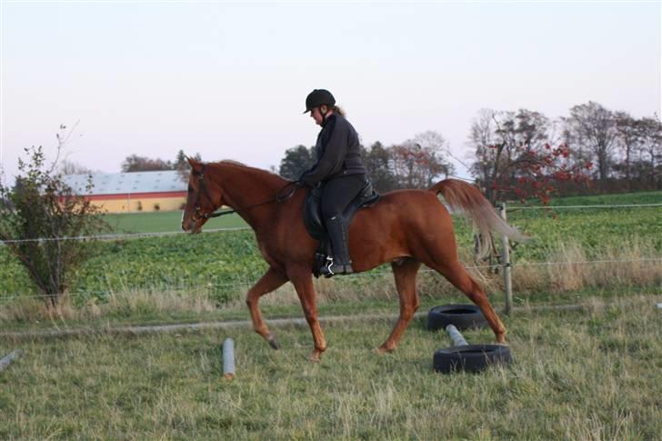 Arabisk fuldblod (OX) C.A. Mezat billede 8