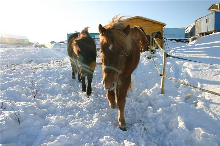 Islænder Geisli frá Hvammi II - pølserne i oktober ´09  billede 15