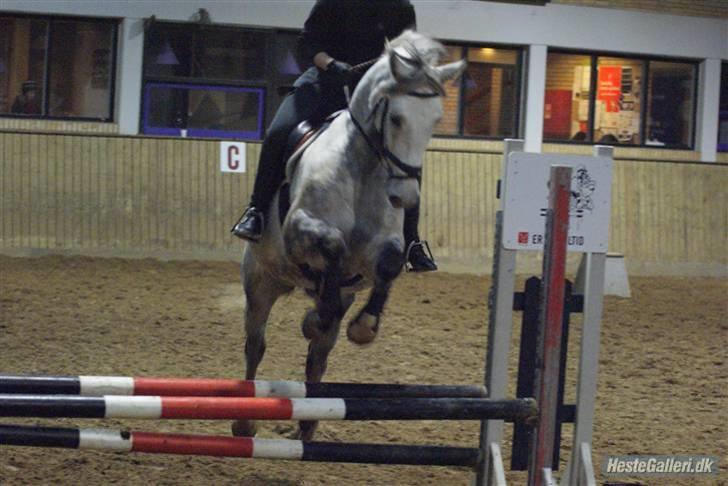 Anden særlig race Sandro.<3 - springtræning 21 oktober.<3 /foto-MB/ billede 10