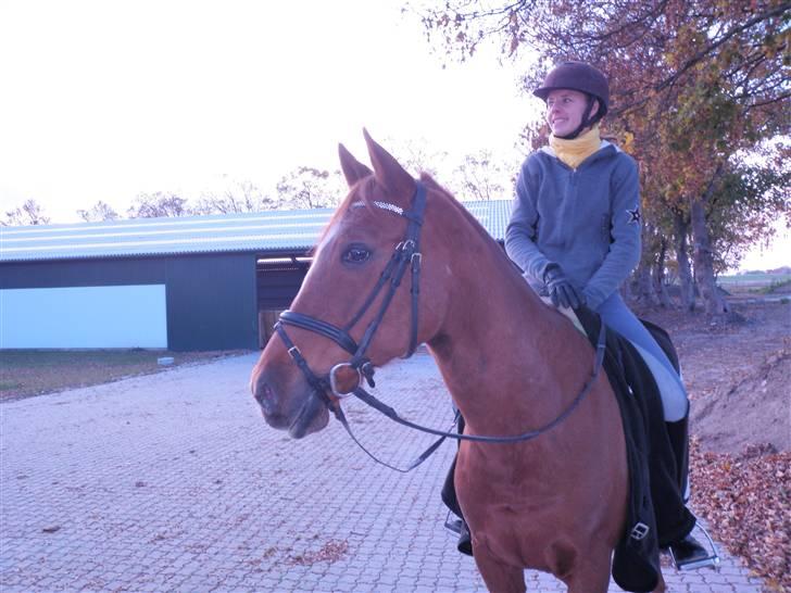 Tysk Sportspony Dornik pur A-pony - 20/10-09 Første gang jeg red ham hjemme ! :) billede 3