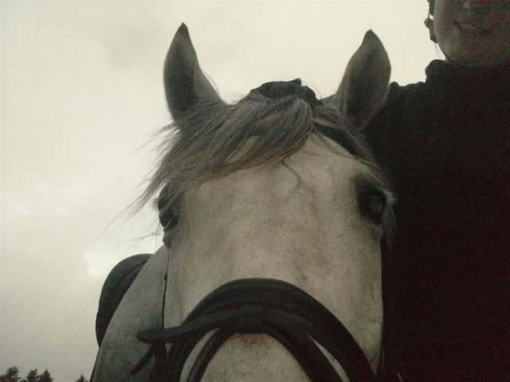 Anden særlig race Sandro.<3 - iiiih. i; <3333 billede 14