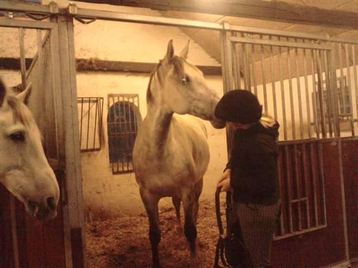 Anden særlig race Sandro.<3 - kys i boksen. i; <3 billede 16