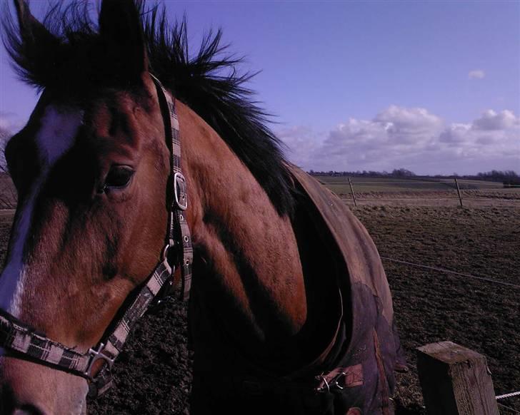 Dansk Varmblod enghaves madame chelsea billede 8