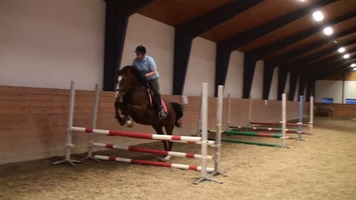 Dansk Varmblod enghaves madame chelsea - spring billede 9