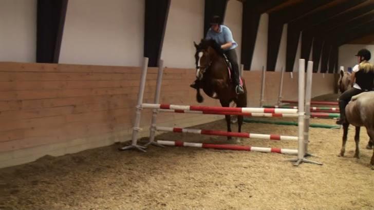 Dansk Varmblod enghaves madame chelsea - spring billede 10