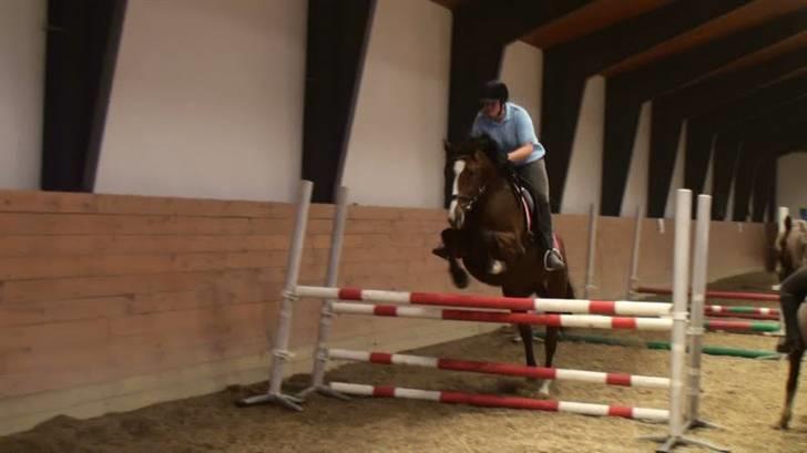 Dansk Varmblod enghaves madame chelsea - spring billede 11