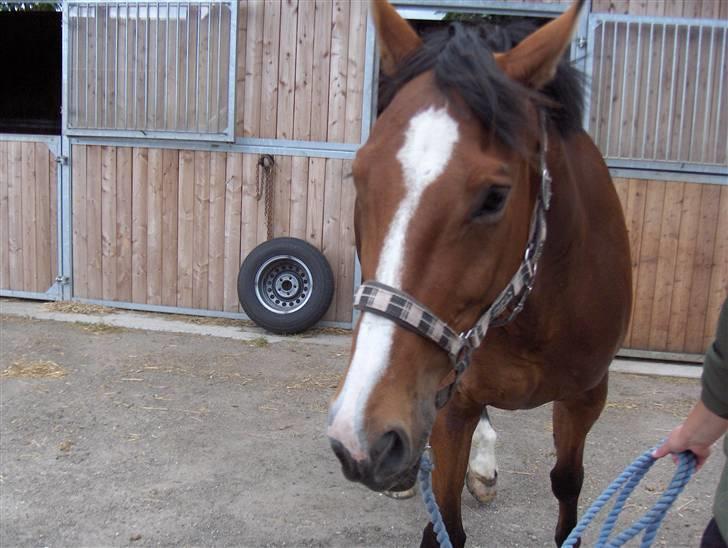 Dansk Varmblod enghaves madame chelsea billede 12