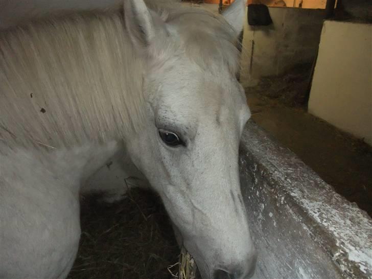 Anden særlig race I WIL LOVE YOU 4-EVER!!!! - dette billdede blev taget i stalden dagen før hun blev aflivet ;(  billede 11