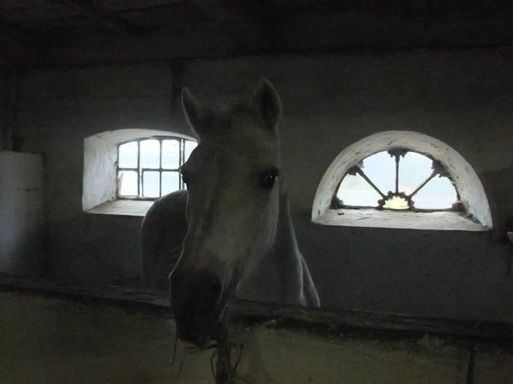 Anden særlig race I WIL LOVE YOU 4-EVER!!!! - dette billdede blev taget i stalden dagen før hun blev aflivet ;(  billede 12