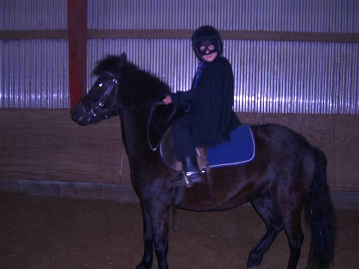 Dartmoor felixgårds sascha - fastelavn 2009..   billede 6