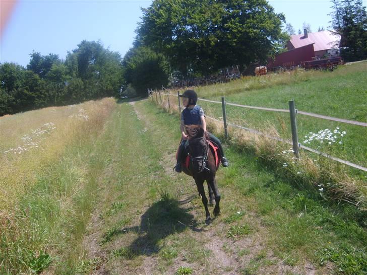 Dartmoor felixgårds sascha - på vej hjem fra skovtur... billede 7