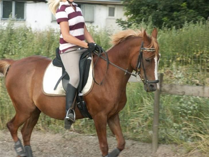 Hollandsk Sportspony My lady  billede 18