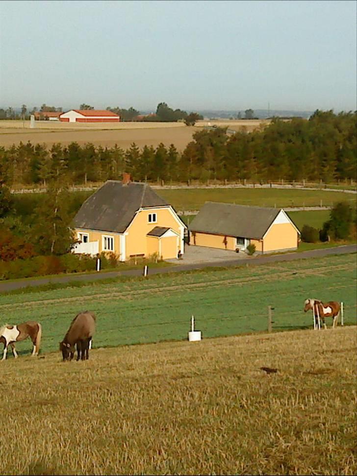 Islænder Askja fra stutteri Sonne billede 4