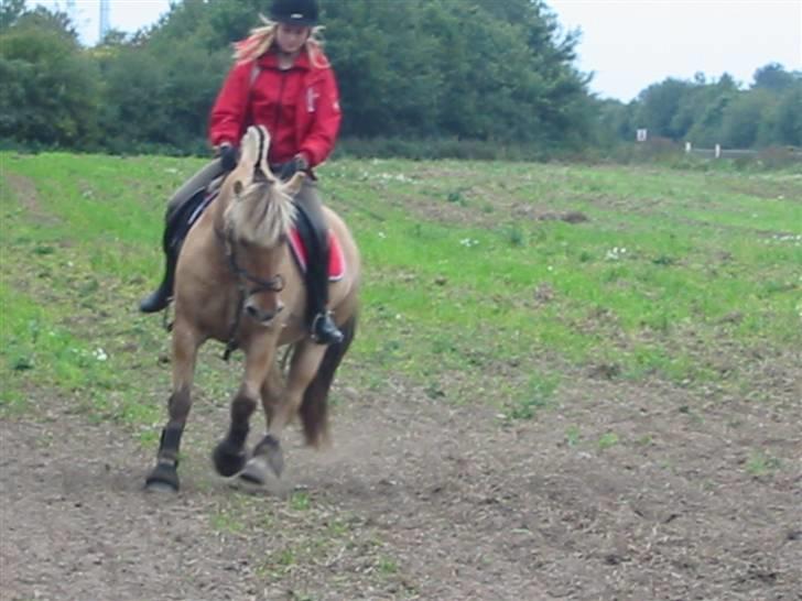 Fjordhest Hesselbjerg's Musse - Gallop billede 14