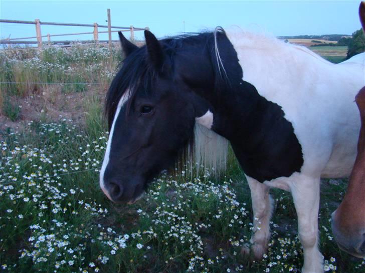 Irish Cob WW Rosie * SOLGT - smukke Rosie - sommer 09 billede 7