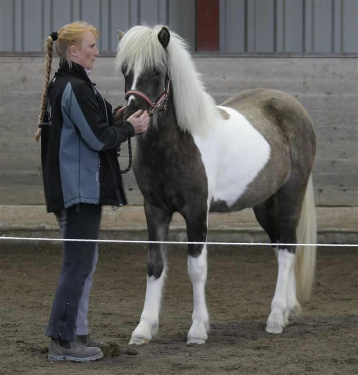 Islænder Blæfaxa fra Hammerhuse billede 18
