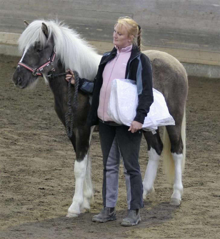 Islænder Blæfaxa fra Hammerhuse billede 19