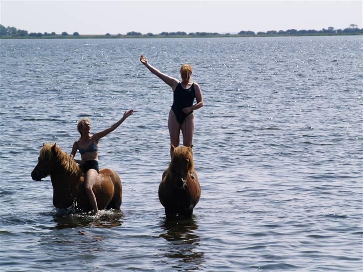 Islænder Tói fra Hem billede 11